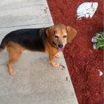Beagle Dash Fitzsimons was rescued when his mom and kidney recipient, Carol, rescued him from the shelter after she ran in the Dash for Donation 